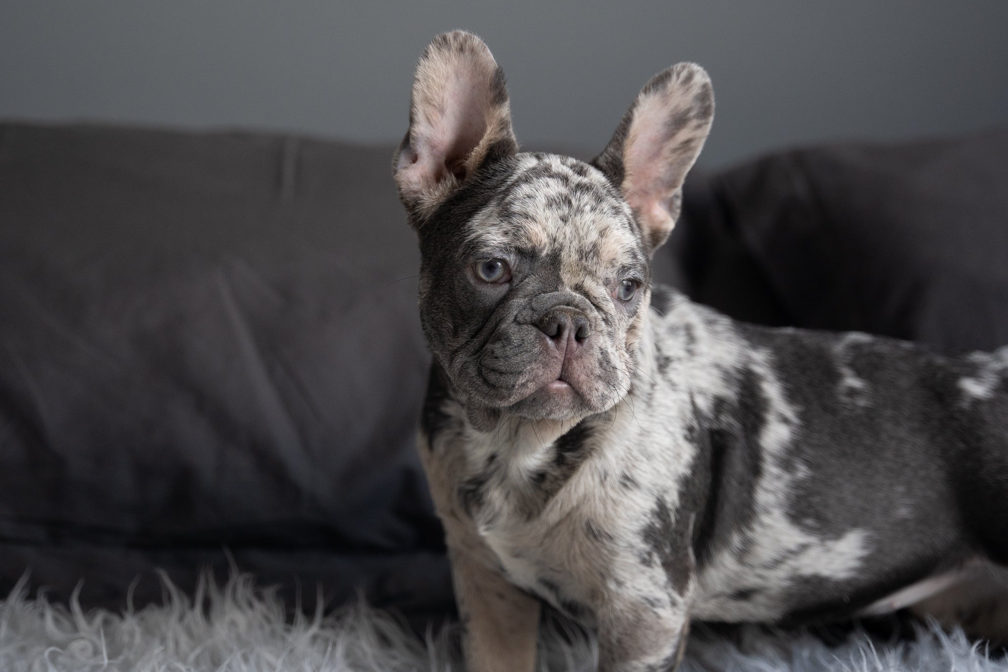 El Bulldog Frances Merle: Belleza en Tonalidades Especiales