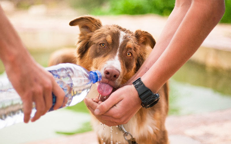 puedes darle medicamentos para la alergia a los perros