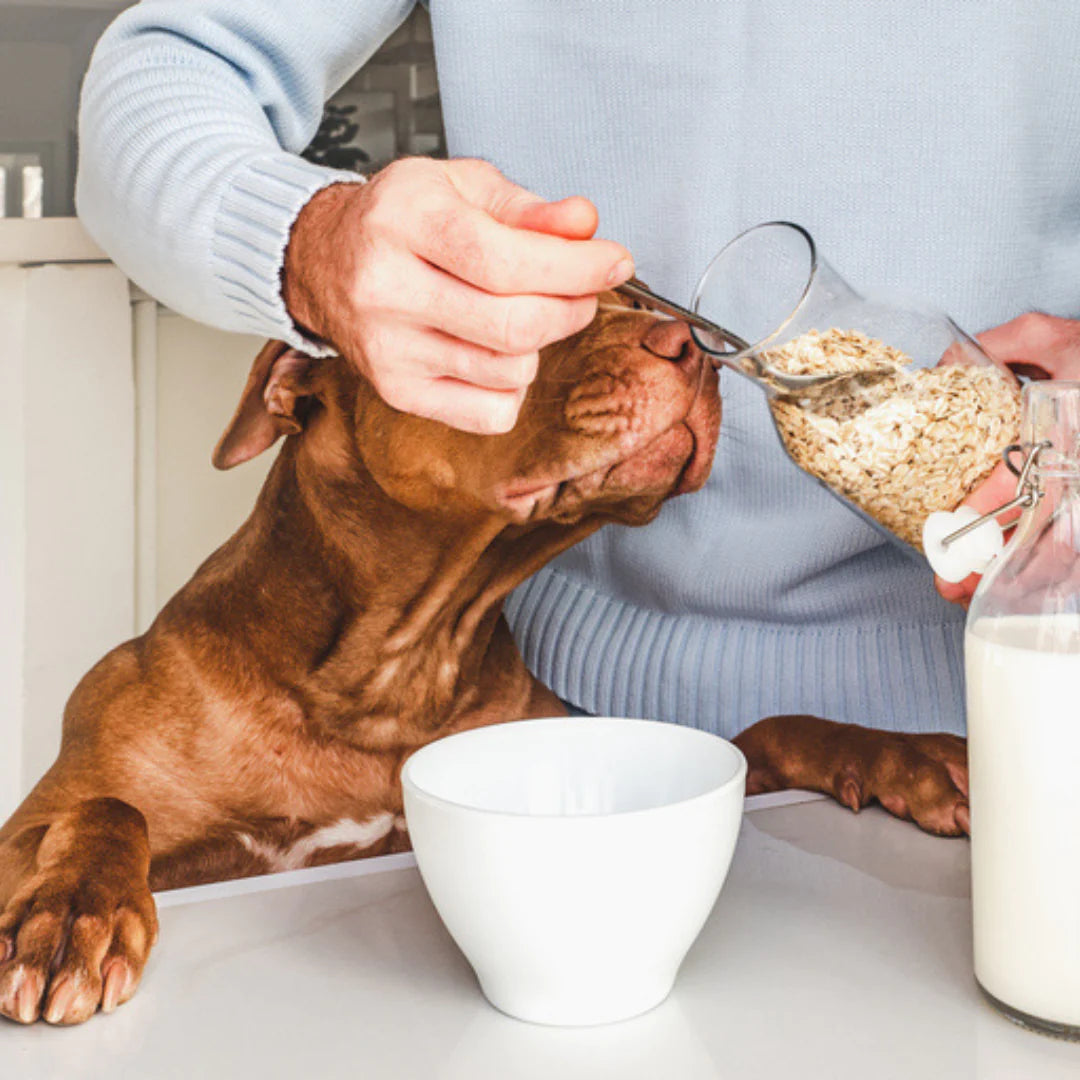 la avena ayuda a la piel de los perros