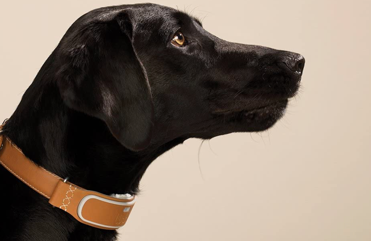 Dog trackers: los mejores collares GPS para perros