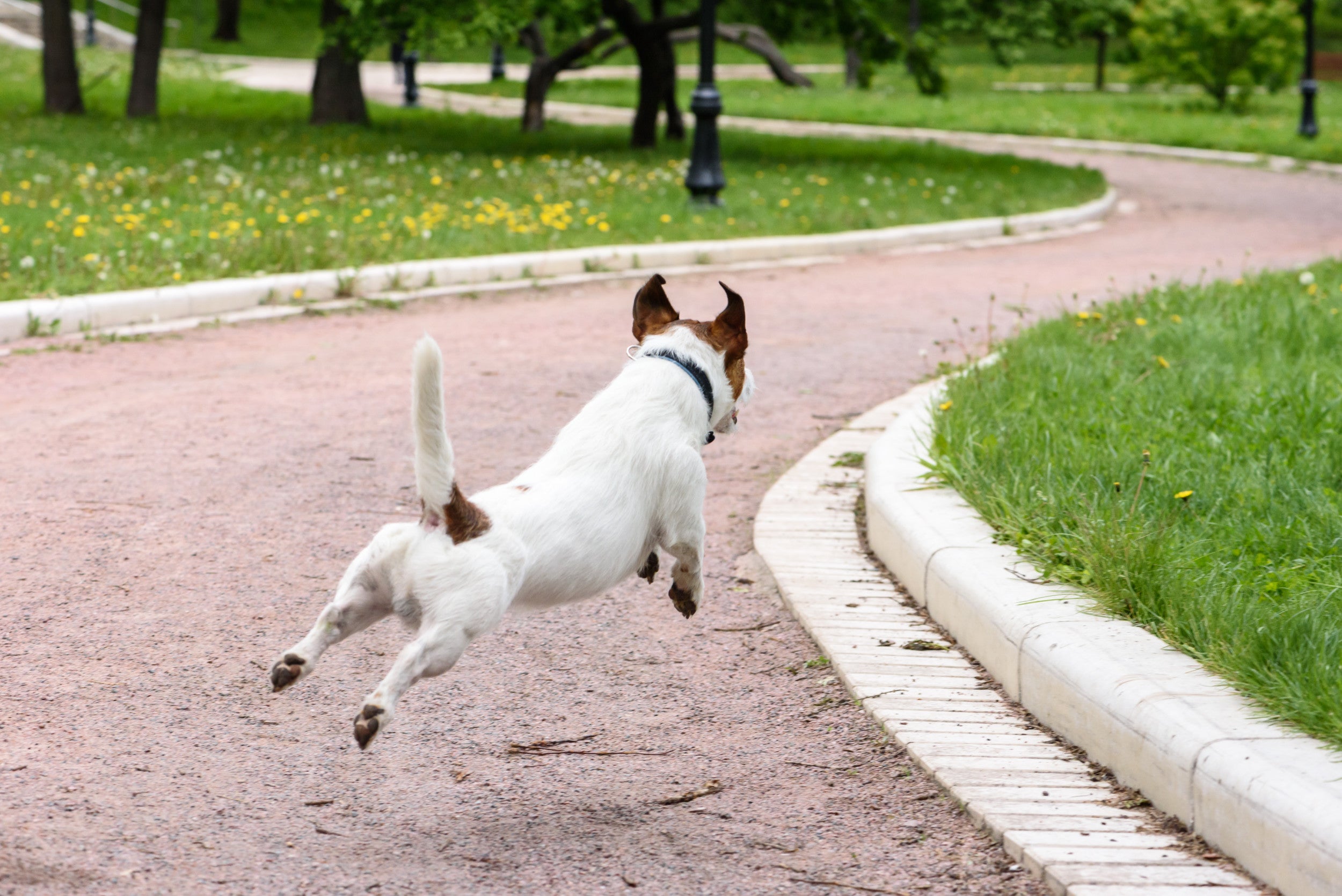 cómo se calma el jadeo de un perro