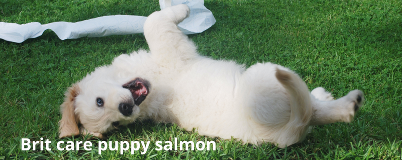 Brit care puppy salmon