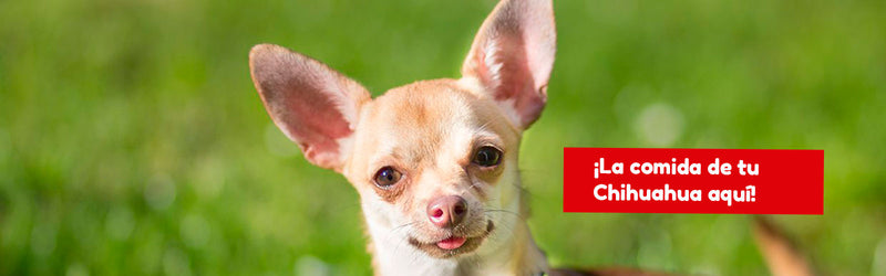 Comida para perros raza Chihuahua: ¿Qué comen y qué es lo ideal? - Pet Shop Chicureo: Tienda para mascotas online