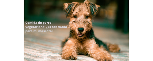Comida de perro vegetariana: ¿Es adecuada para mi mascota?