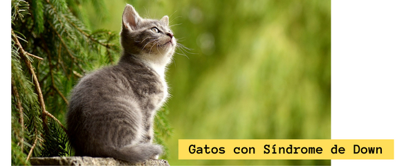 gatos con sindrome de down