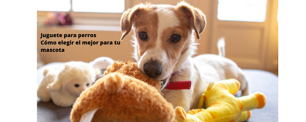 Juguete para perros: Como elegir el mejor para tu mascota