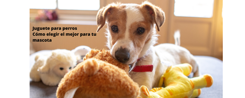 Juguetes para mi perro sales