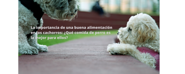 La importancia de una buena alimentación en los cachorros: ¿Qué comida de perro es la mejor para ellos?