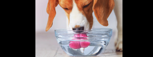 Perro se hidrata con agua junto con su comida para perro favorita