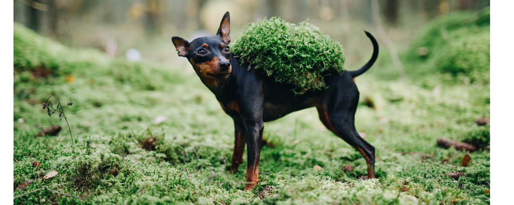 cuanto cuesta un doberman pinscher