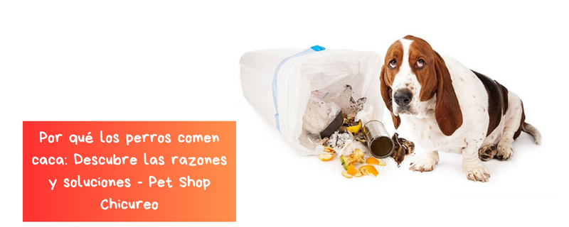 Por que los perros comen caca: Descubre las razones y soluciones - Pet Shop Chicureo