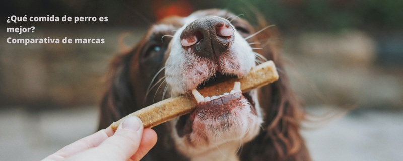 ¿Qué comida de perro es mejor? Comparativa de marcas
