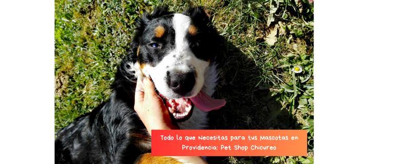 Todo lo que Necesitas para tus Mascotas en Providencia: Pet Shop Chicureo
