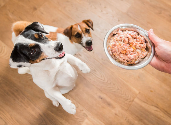 Alimento Humedo para Perros: La Mejor Opcion para tu Mascota