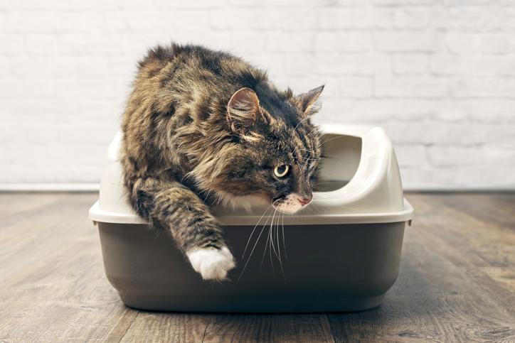 alimento para gatos con problemas renales