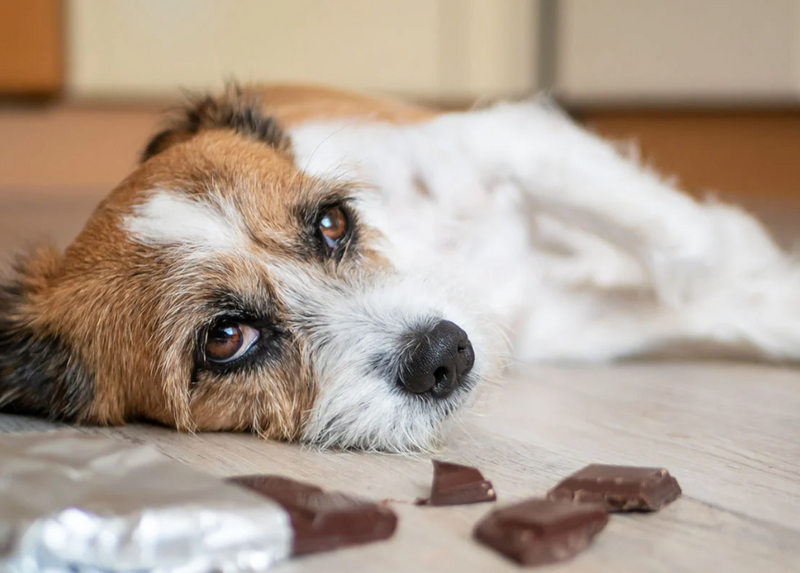 Alimentos que pueden provocar convulsiones en perros