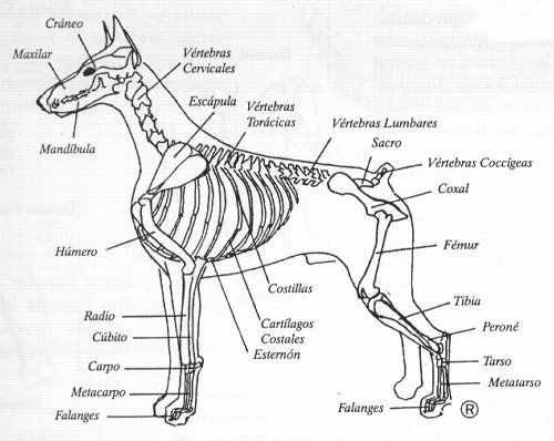 anatomia de un perro