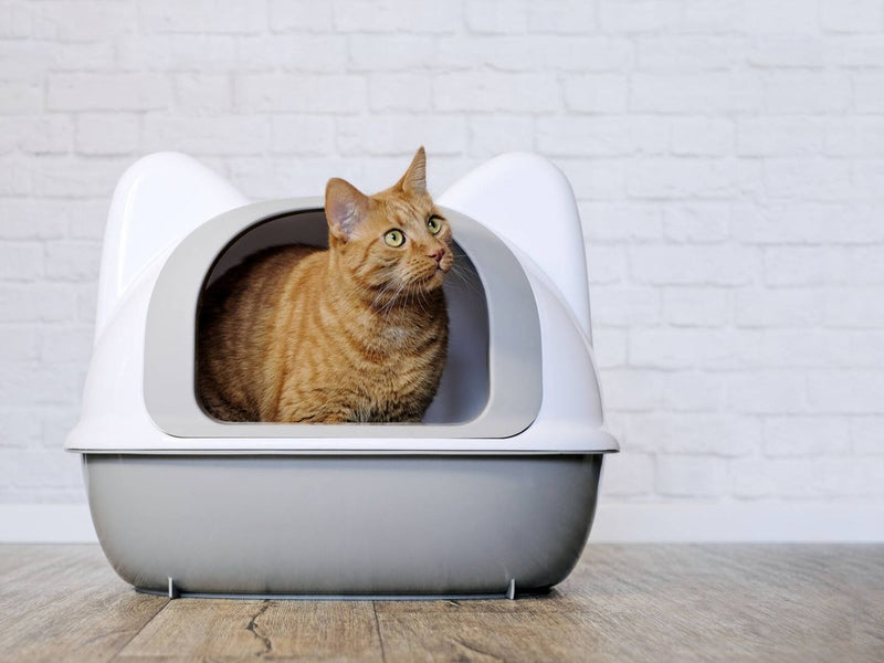 Guía de compra: los mejores areneros autolimpiables para gatos