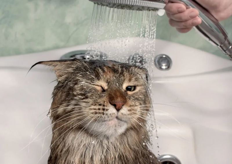 baño para gatos