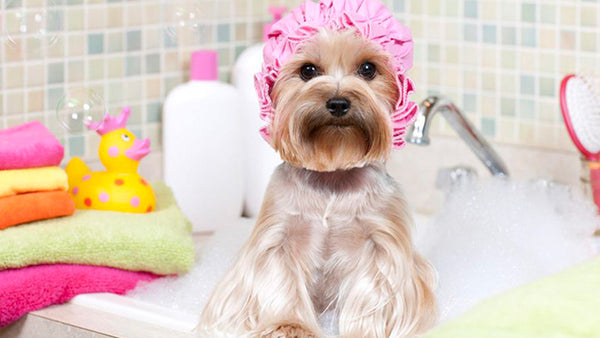 ¿Cómo debo bañar a mi perro? Algunos consejos - Pet Shop Chicureo: Tienda para mascotas online