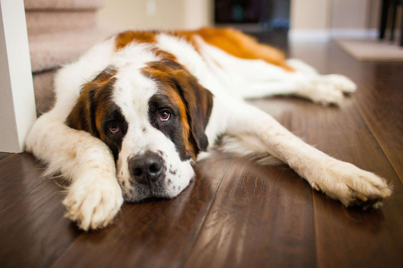 Calming Perros: Descubre la Aromaterapia y el Calmer Spray para un Perro mas Tranquilo