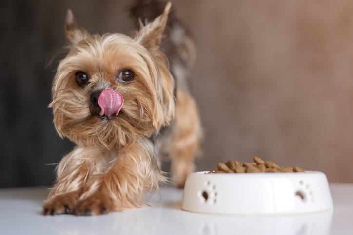 Como cambiar el alimento de tu perro