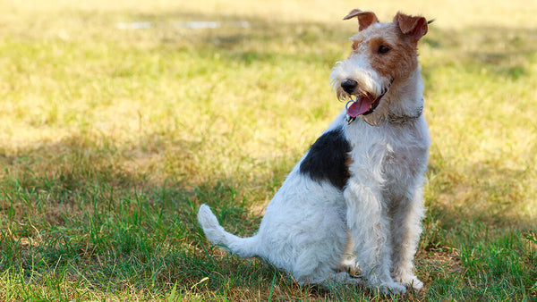 Cómo saber la edad de un perro: Guía completa