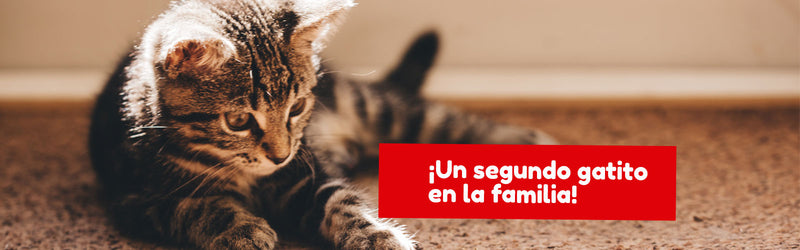 ¡Qué hacer cuando llega un nuevo gato a la familia! - Pet Shop Chicureo: Tienda para mascotas online