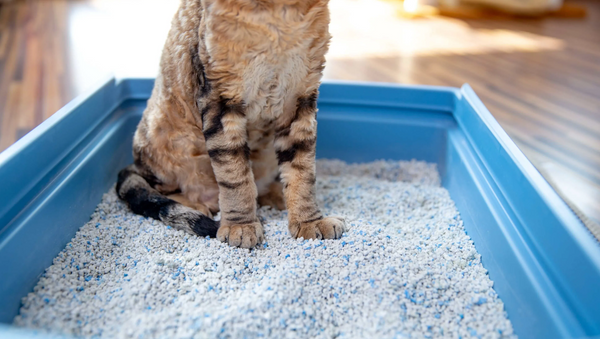 ¿De que esta hecha la arena para gatos? Descubre los Componentes Clave