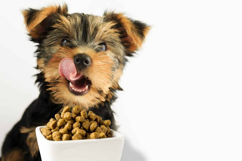 Dispensadores de comida para perros: Guía completa