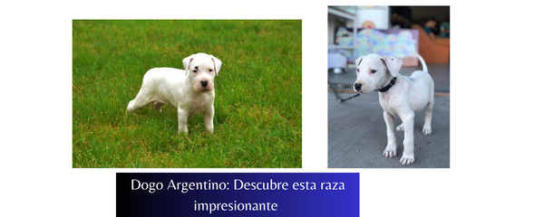 Cachorro Dogo Argentino