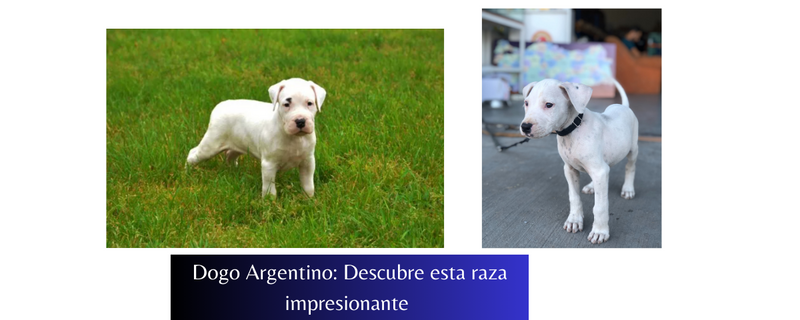 Cachorro Dogo Argentino: Descubre Todo Sobre Esta Raza Impresionante