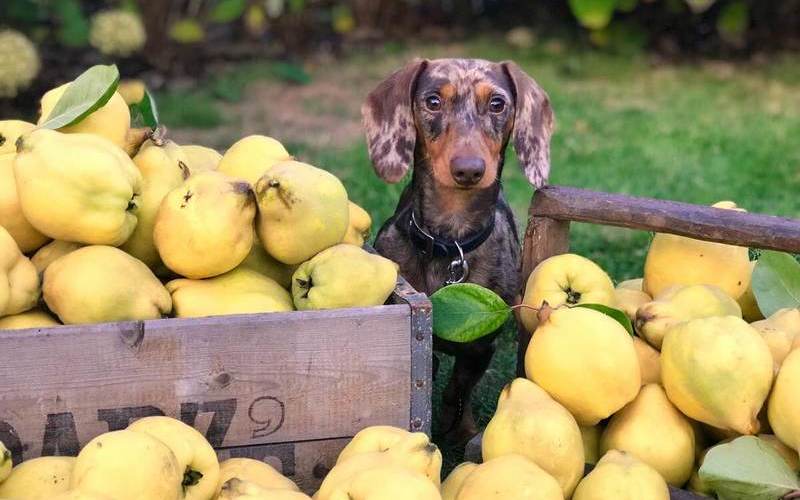 Frutas Pueden Comer los Perros Fox Terrier