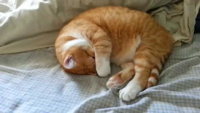 ¿Por qué los gatos duermen encima de las personas?