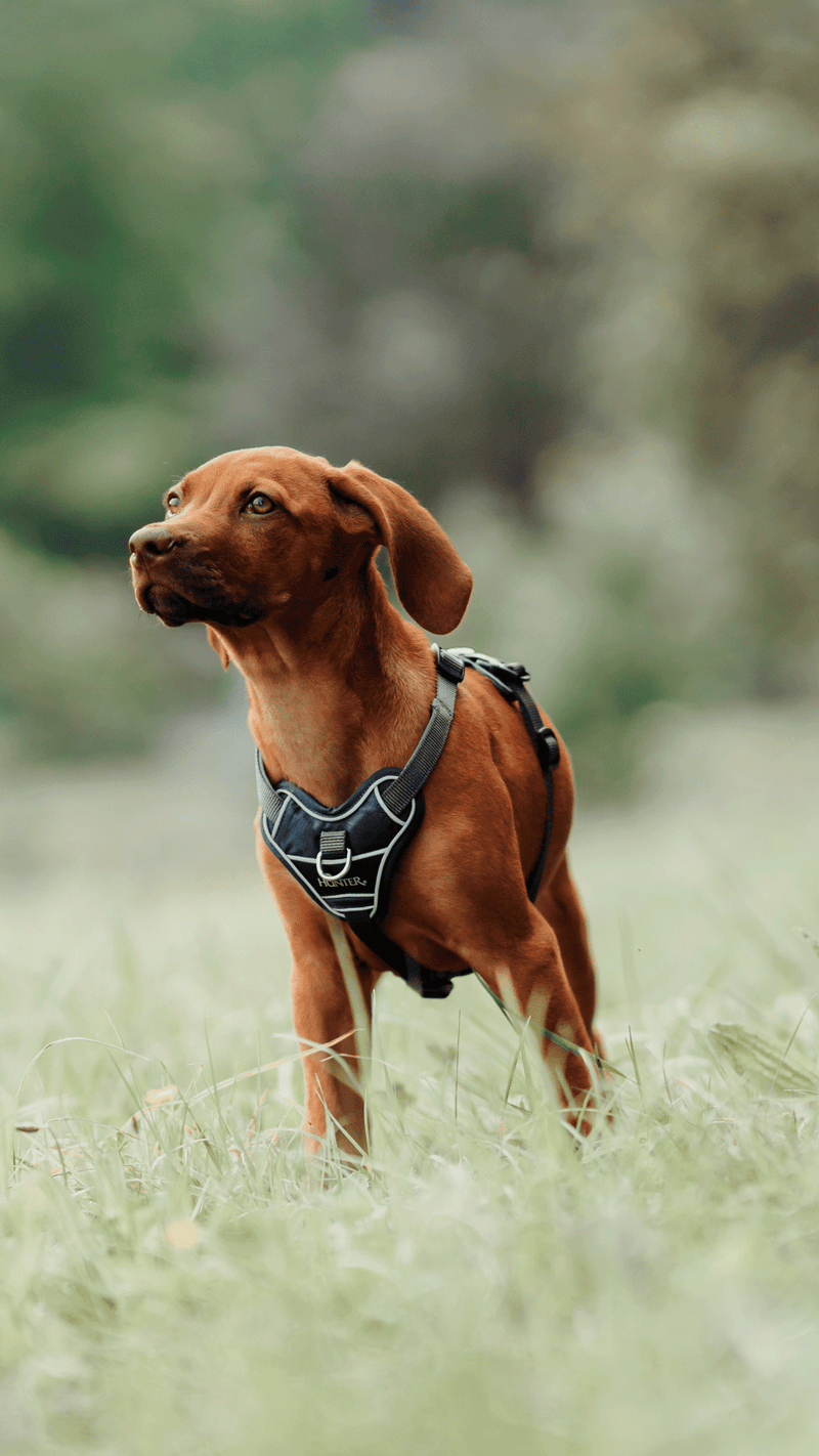 5 razones para pasear a tu perro con arnés o un collar