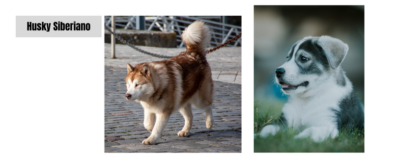 El Husky Siberiano: Una Raza de Perro Fascinante