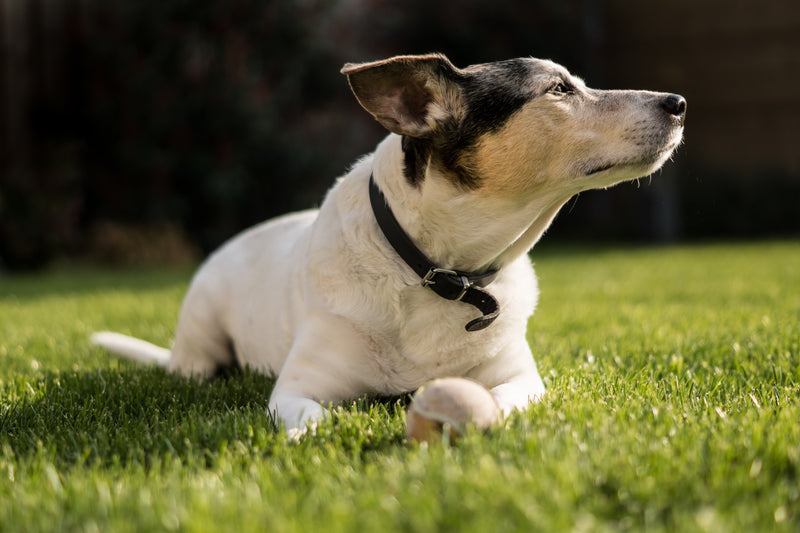 Pastilla Antipulgas para Perros: Todo lo que Debes Saber