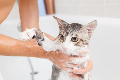 ¿Es una buena idea bañar a mi gato? 4 consejos que te ayudarán