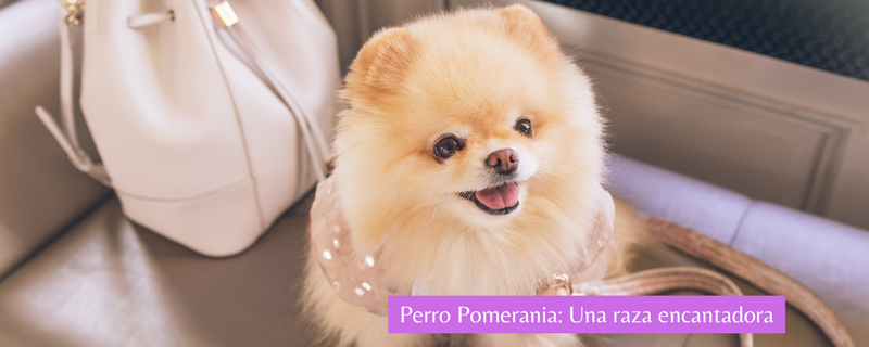Todo sobre el Perro Pomerania: Origen, cuidados y alimentacion
