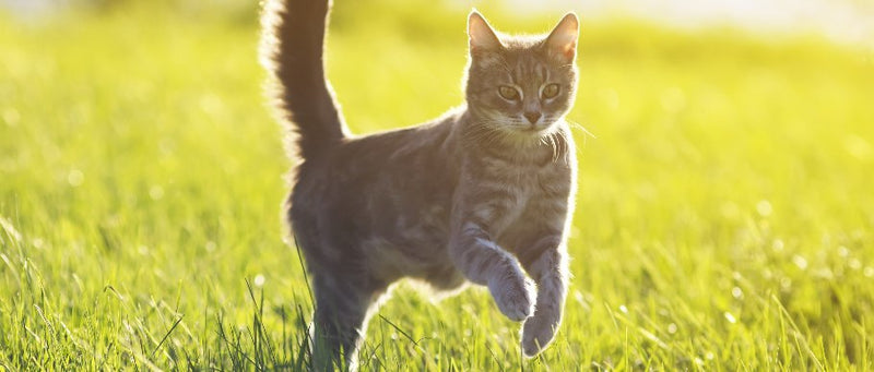 Pipetas para Gatos: Protección Efectiva Contra Pulgas