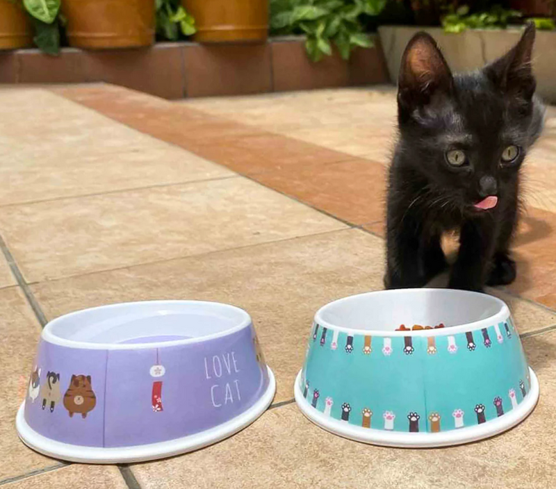 Platos para Gatos: Elegir el Mejor Plato de Comida para tu Felino
