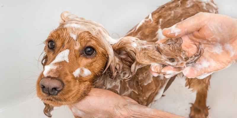 shampoo perros